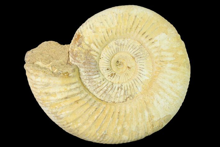 Jurassic Ammonite (Perisphinctes) Fossil - Madagascar #140420